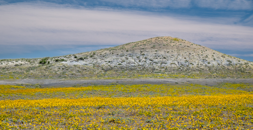 Yellow Field of Spring Wildflowers in Grand Staircase-Escalante National Park