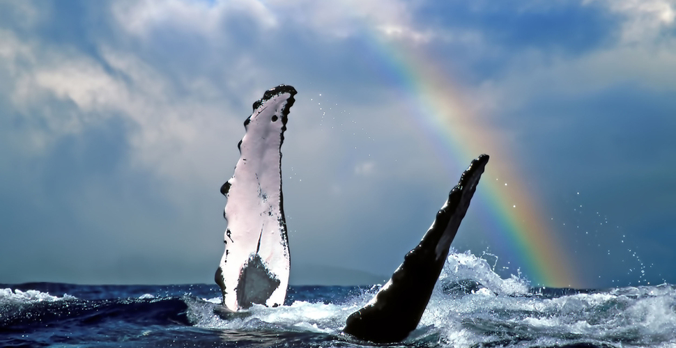 A humpback whale in Maui with a rainbow in the background