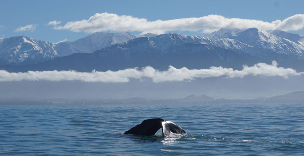 A New Zealand sperm whale dives with mountains in the background
