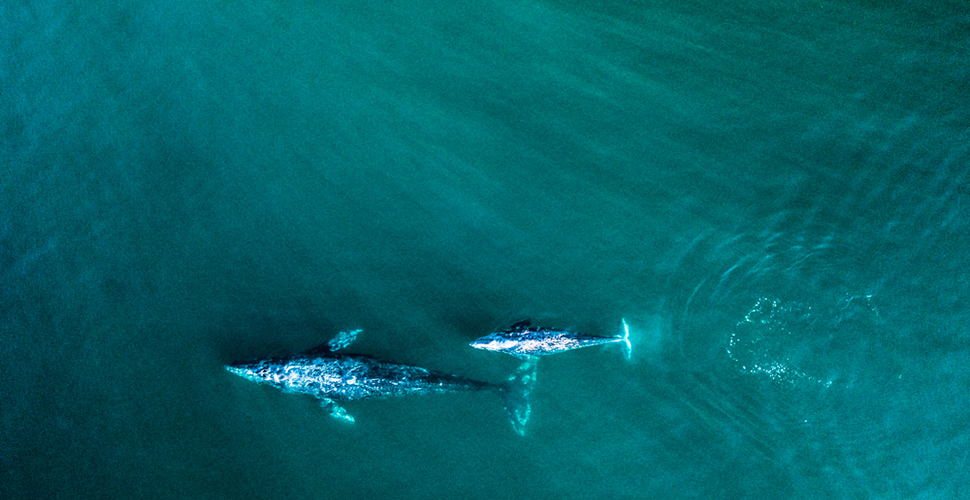 Aerial photo of gray whale mother and calf migrating