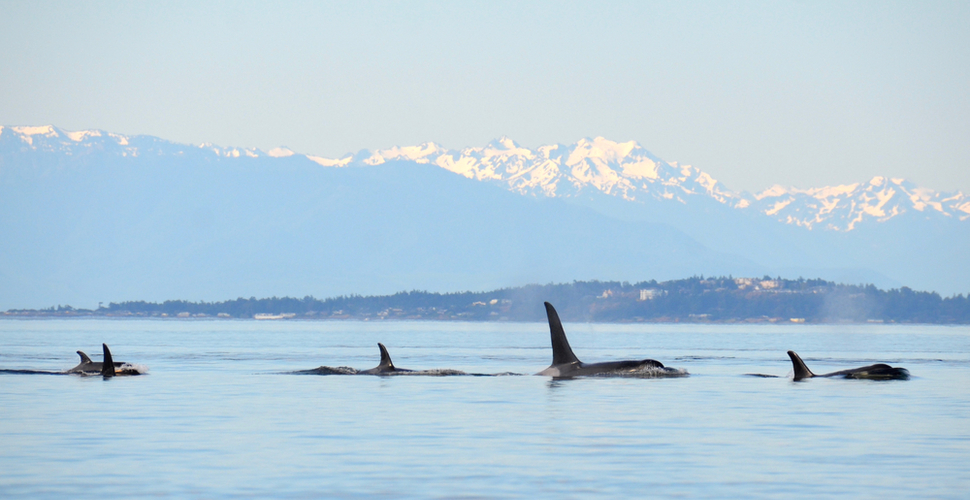 A pod of orca whales cruise the Pacific Northwest coastline