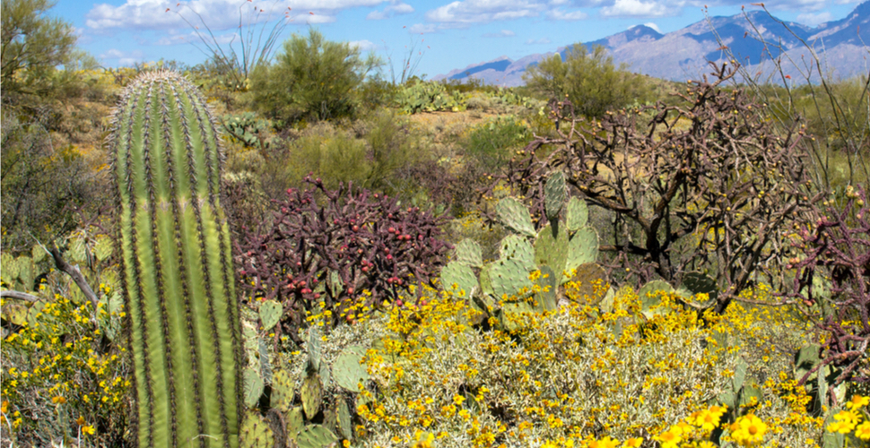 Blooming Brittlebrush in Saguaro National Park
