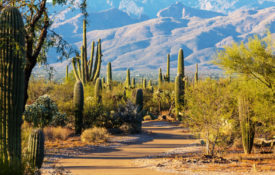 Welcome to Saguaro National Park in Spring