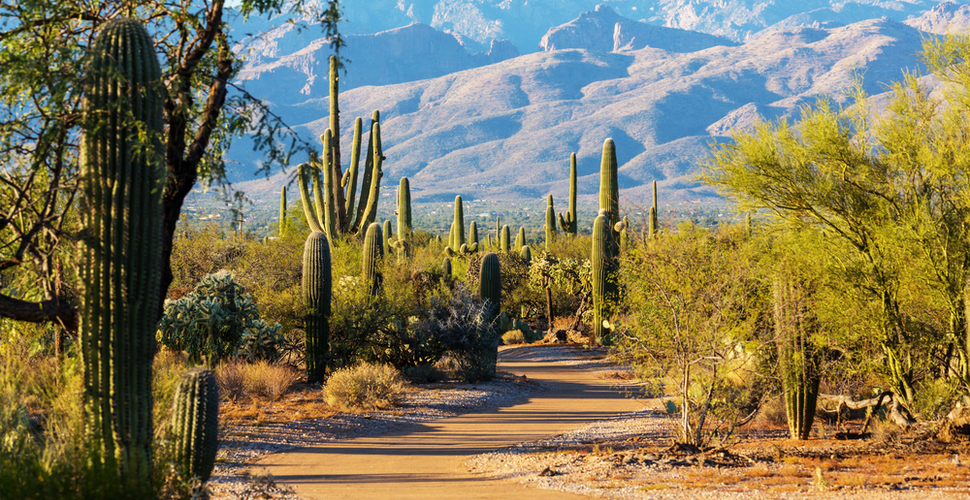 Welcome to Saguaro National Park in Spring