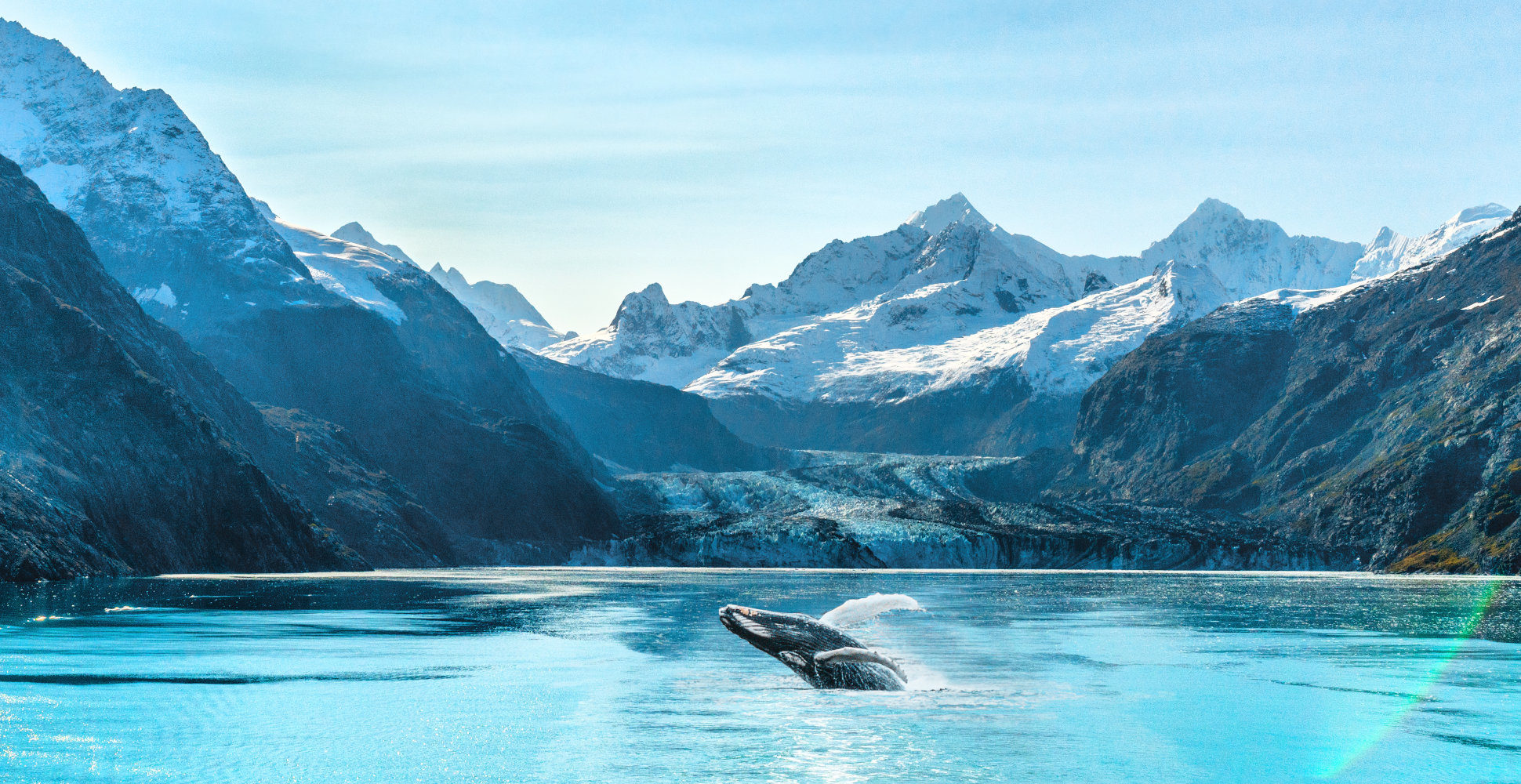 glacier bay national park, whale breaching