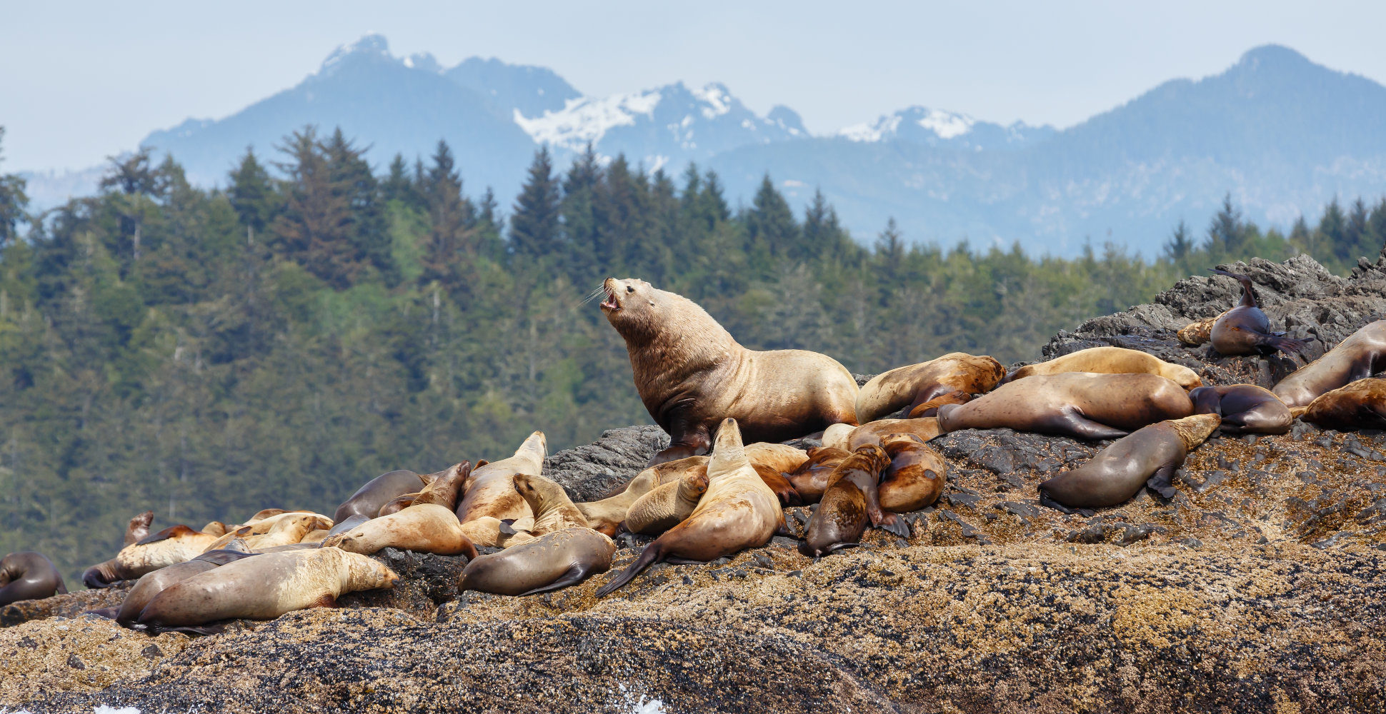 glacier bay national park, seals