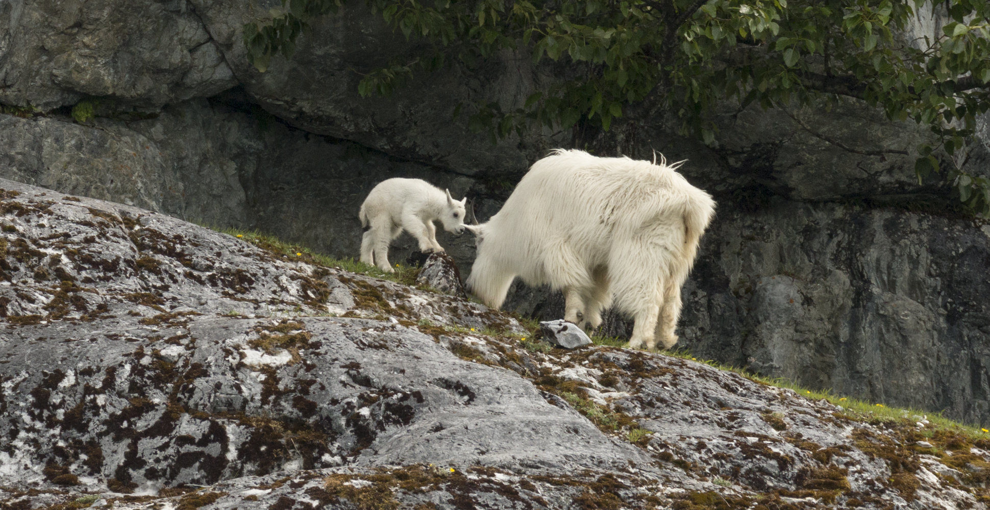 Mountain Goats, Glacier Bay National Park