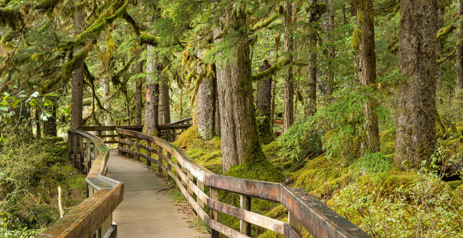 Forrest Loop, Glacier Bay National Park