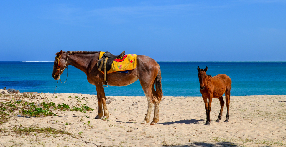 Horses wait to take the next rider for a beach ride in Fiji