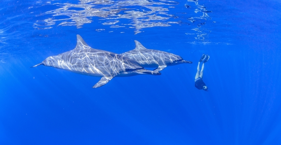 A snorkeler swims with wild spinner dolphins in Hawaii