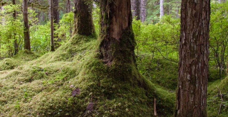 Mature green mossy forest in Glacier Bay National Park Alaska