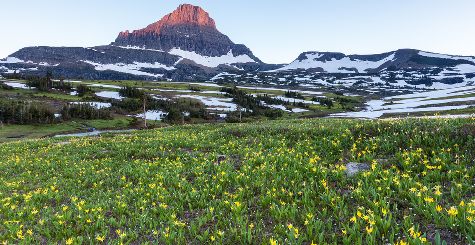 A field of yellow glacier lilies at Logan Pass in Glacier National Park