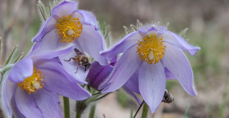 purple pasqueflower with bee