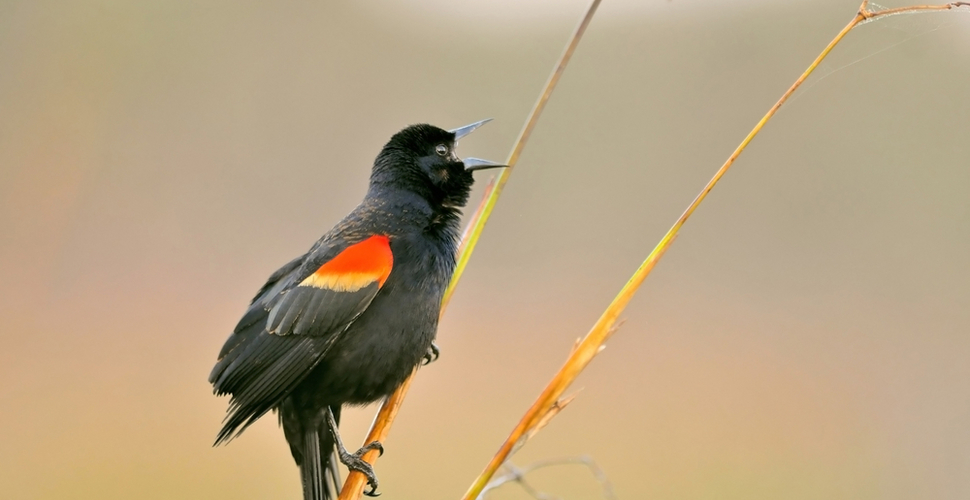 Redwinged blackbird calling from wetland grass