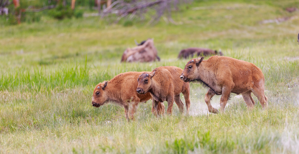 Three bison calves play by a creek in Yellowstone National Park