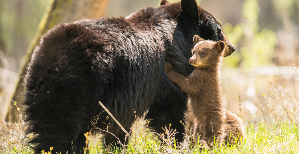 A curious black bear cub with mom in Yellowstone National Park