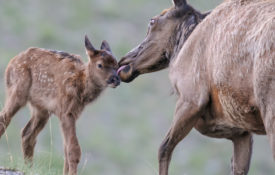 Elk mother with new calf in Yellowstone