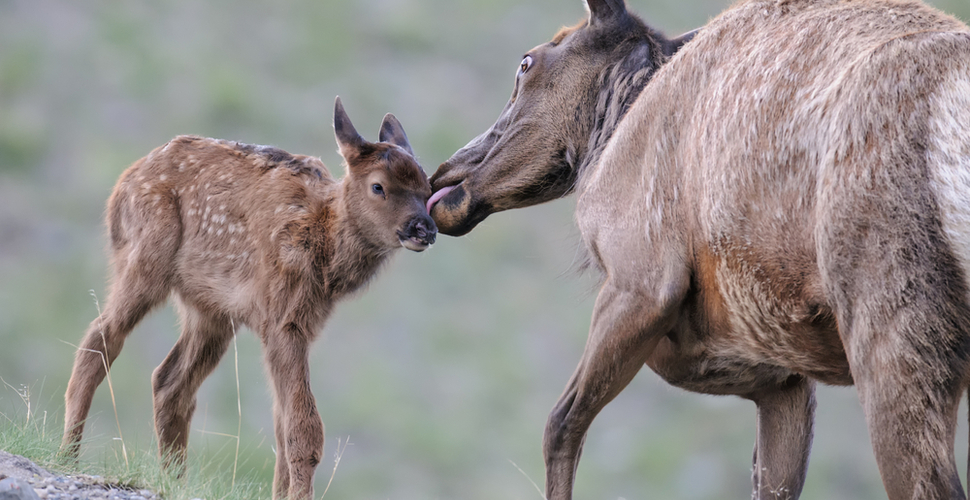 Elk mother with new calf in Yellowstone