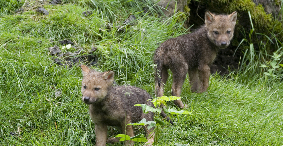 Wolf pups stay near the den for their first weeks