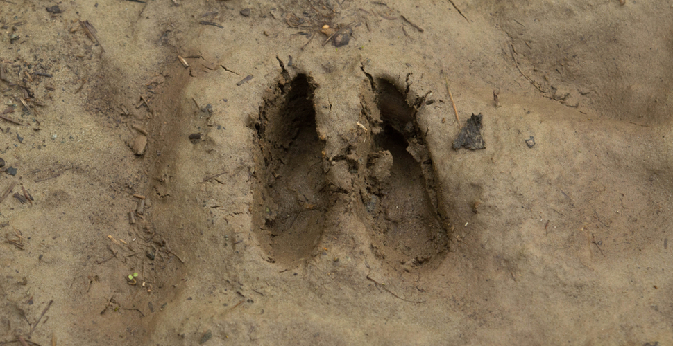 Deer track Off the Beaten Path