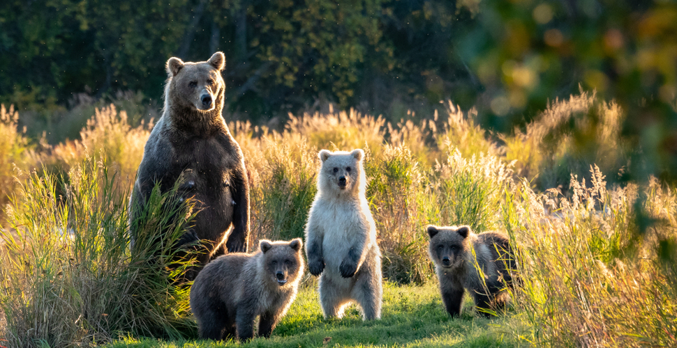A family of brown bears looks at the camera in Katmai National Park Alaska