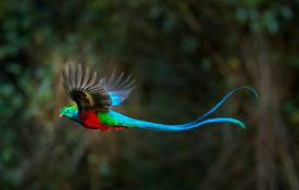 A beautiful quetzal bird flies in the cloud forest of Monteverde