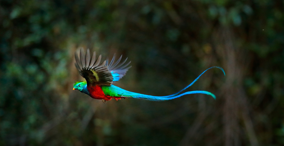 A beautiful quetzal bird flies in the cloud forest of Monteverde