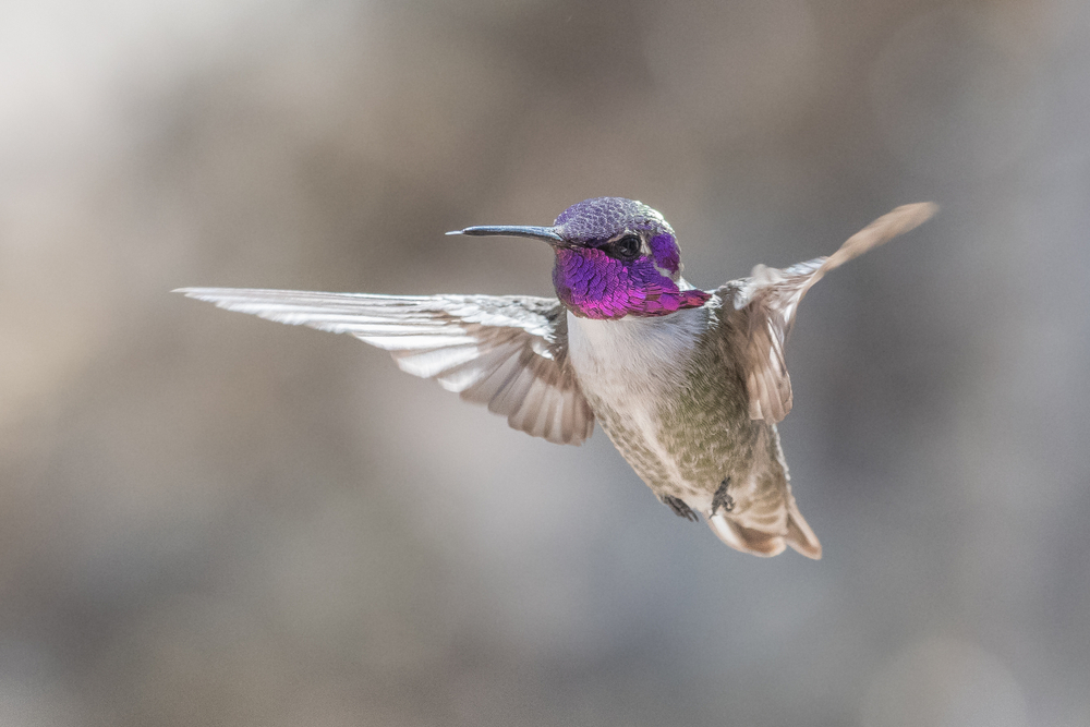 Costa's hummingbirds are the only true desert species found in Saguaro National Park