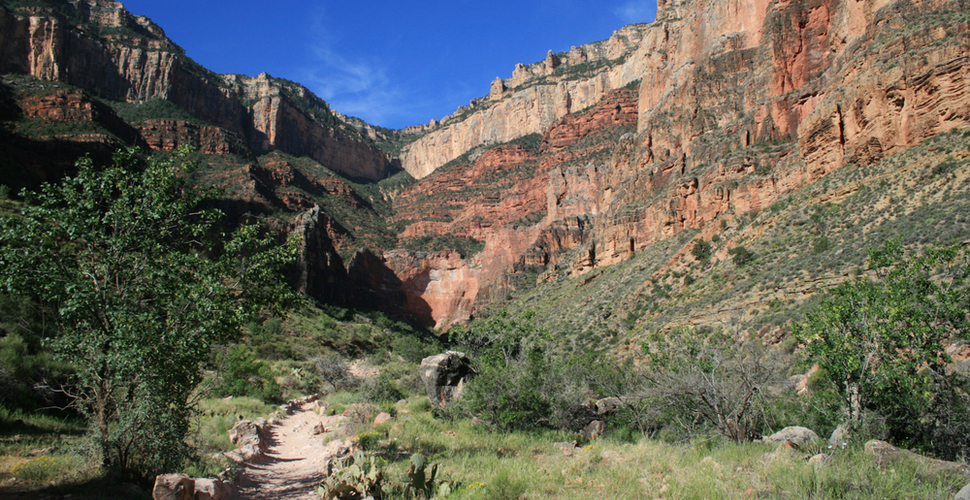 Green vegetation near the Indian Gardens at Grand Canyon National Park