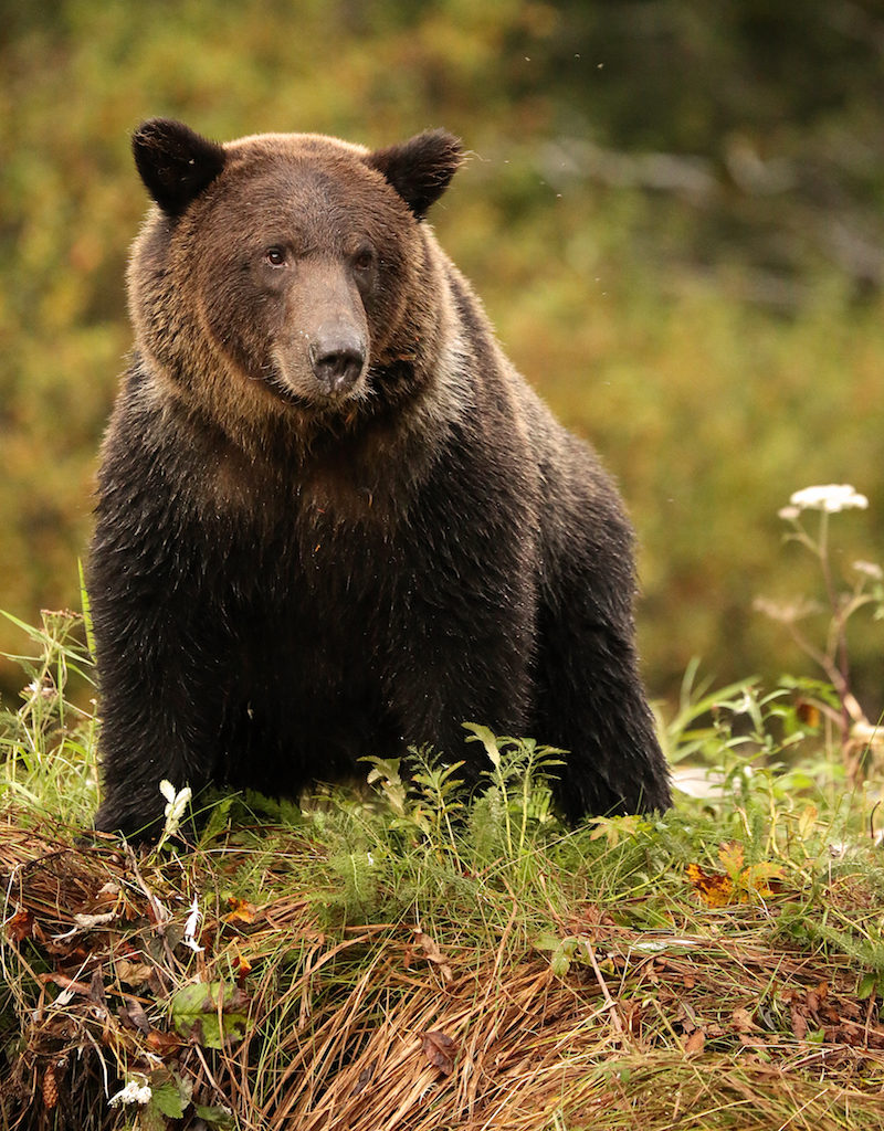 A huge grizzly bear foraging in Glacier National Park Montana