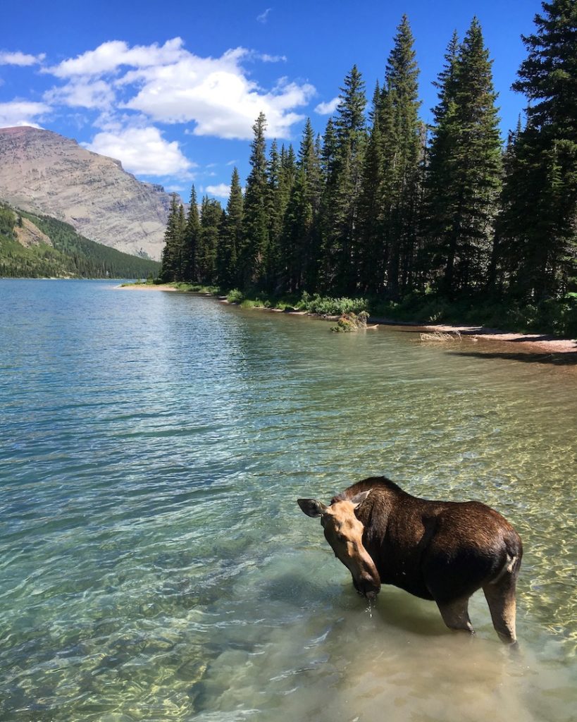A moose stands in Josephine Lake in Glacier National Park Montana