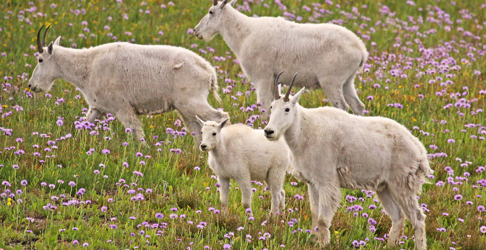A family of mountain goats in Glacier National Park Montana