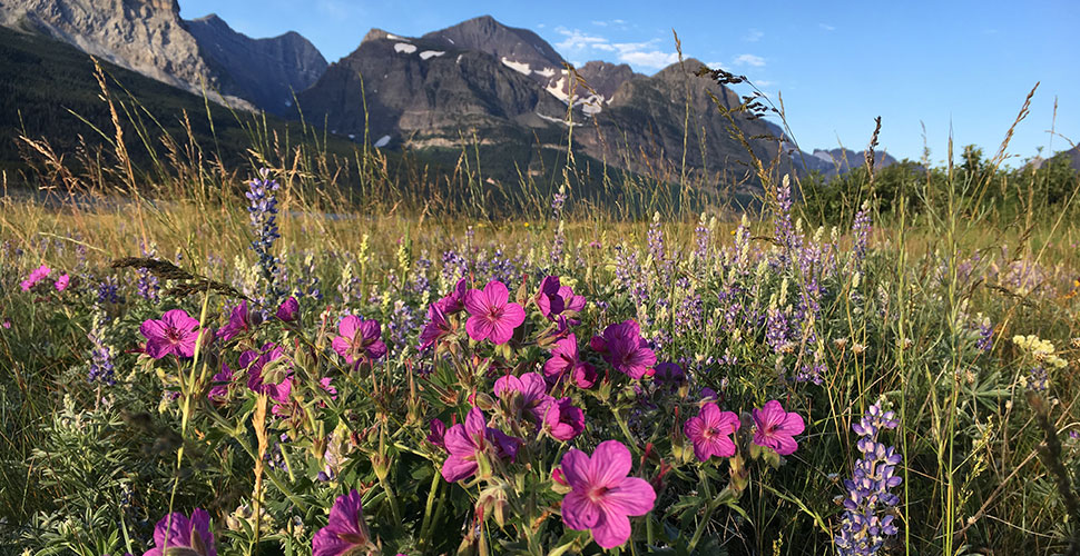 Pink sticky geraniums bloom under the gaze of Glacier National Park mountains