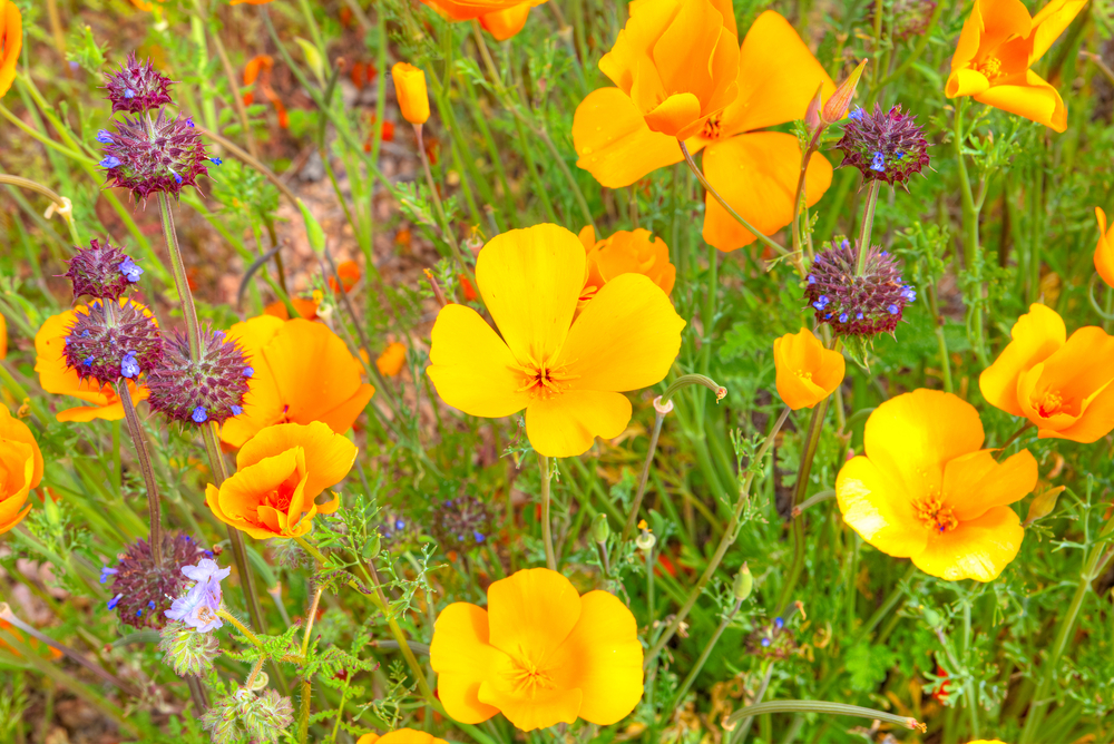 Golden poppies and purple chia wildflowers bloom in Saguaro National Park