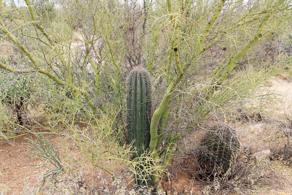 Saguaros grow under the protection of palo verde trees