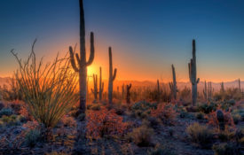 The sun sinks behind saguaro, ocotillo, and cholla cactus in Saguaro National Park