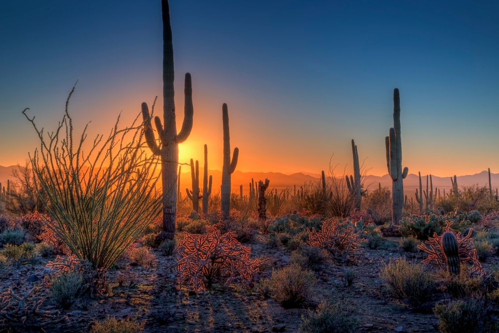 The sun sinks behind saguaro, ocotillo, and cholla cactus in Saguaro National Park