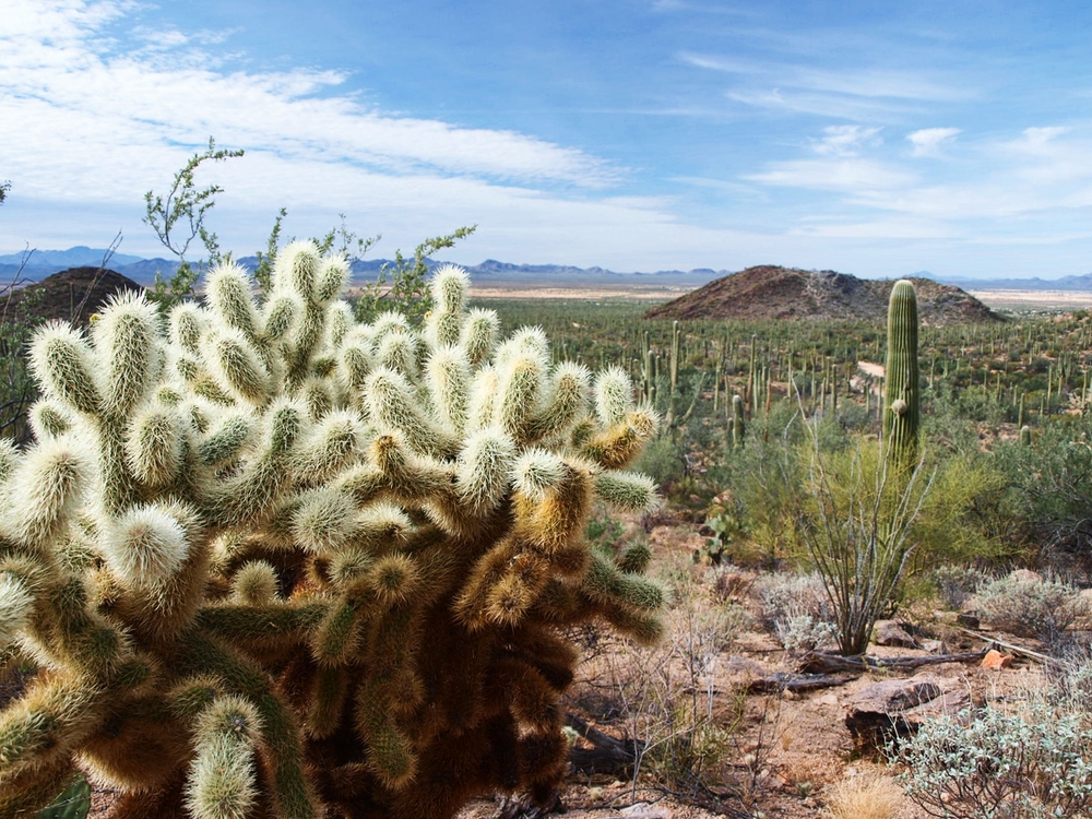 Teddy bear cholla cactus at Saguaro National Park