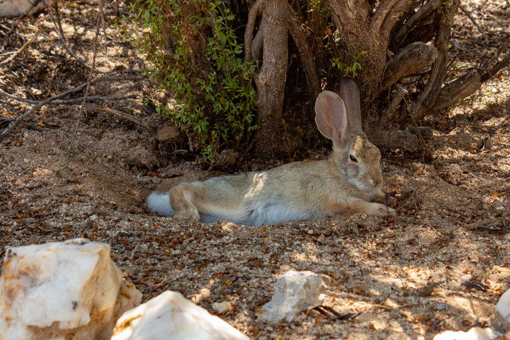 Desert cottontail resting under a creosote bush
