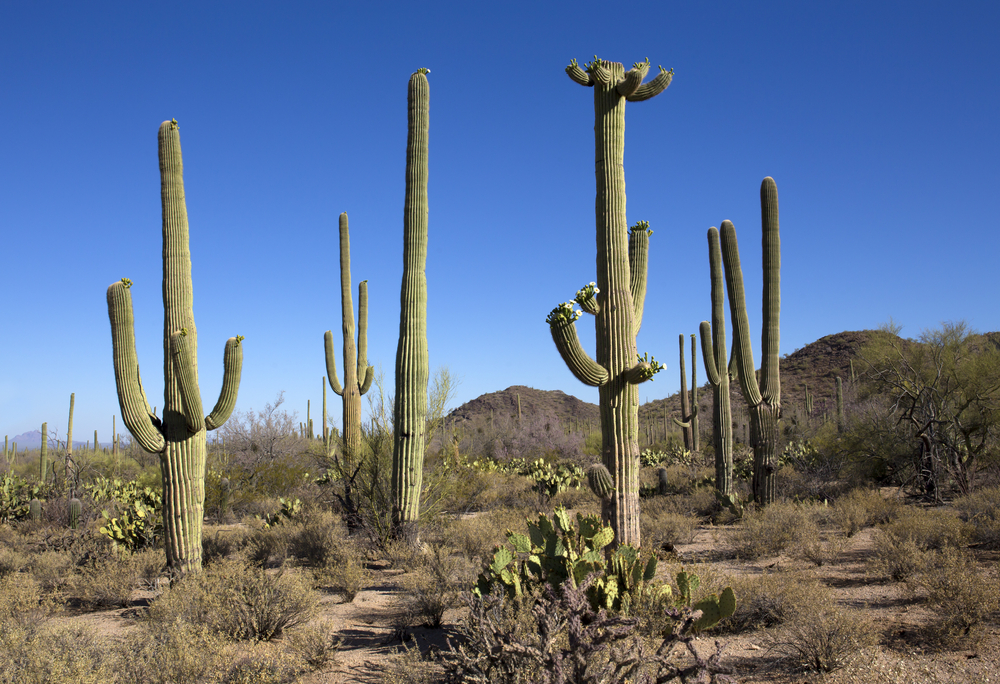 Every saguaro is unique