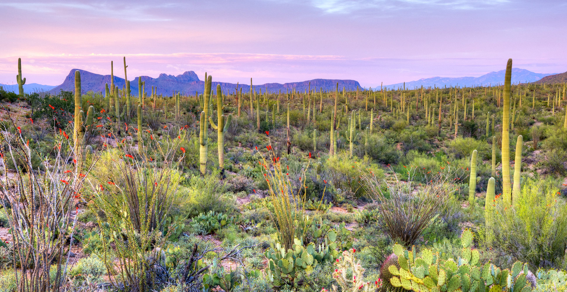 Saguaro National Park