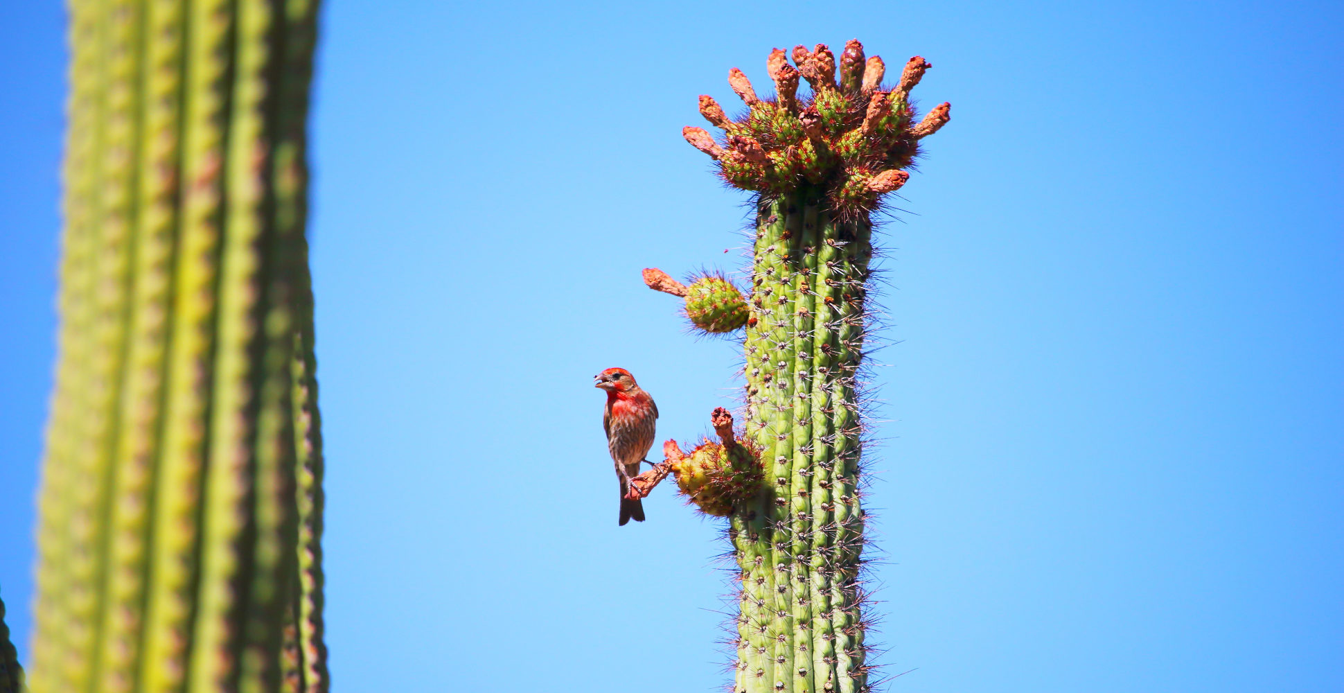 House Finch, Saguaro National Park