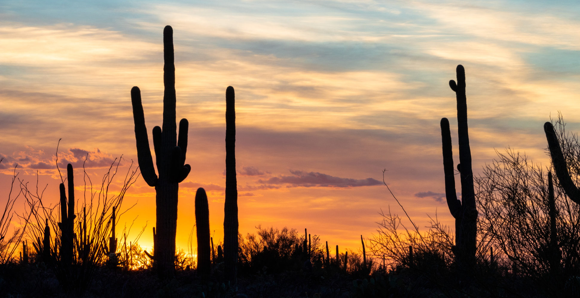 Saguaro National Park Sunset