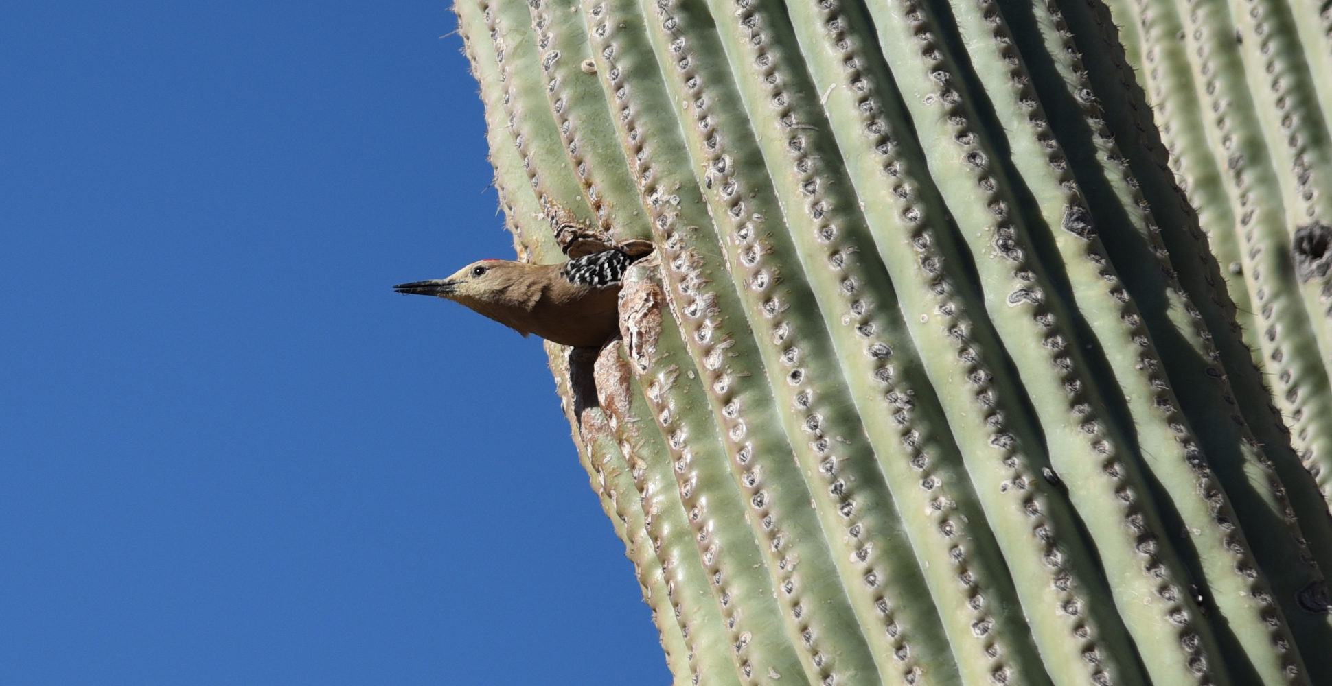 Gila Woodpecker in Saguaro National Park
