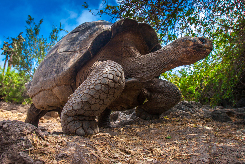 A giant tortoise lumbers along in the Galapagos Islands