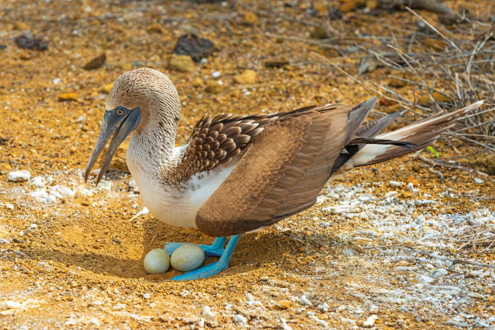 A blue footed booby stands on two eggs in the Galapagos Islands