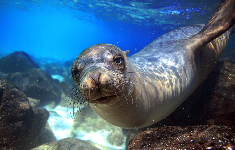 Swimming with a curious sea lion in the Galapagos Islands