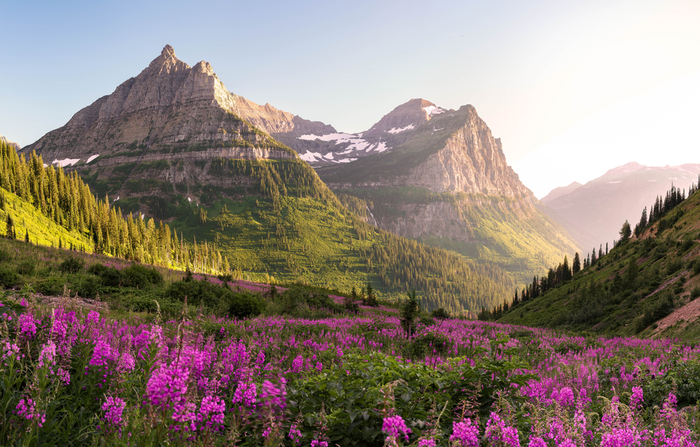 Purple wildflowers and mountains majesty in Glacier National Park