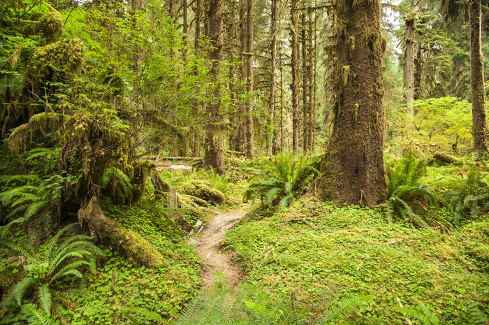 The mossy quiet of How Rain Forest in Olympic National Park