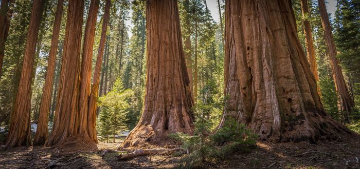 Giant sequoia trees in Sequoia National Park